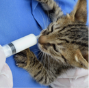 10ml Disposable Feeding Syringe for Pets 10pc