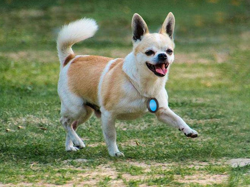 Key Finder (Auckland Stock)