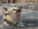 Humane Animal Trap Cage 108CM – Extra Large Live Catch Possum, Cat & Pest Trap