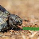 Reptile Leaf Food Water Bowl 2pc combo