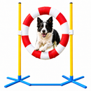 Pet Dog Agility Training