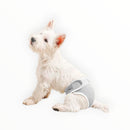 nzmegabuy grey washable female dog diaper on a white Westie puppy for incontinence and sanitary protection