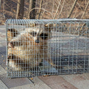 nzmegabuy 108cm extra large humane animal trap cage made of galvanised iron wire with a raccoon captured inside