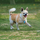 nzmegabuy wireless key finder receiver attached to a small dog running in a grassy park